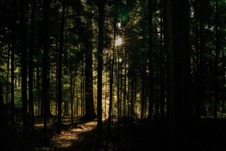 Slow Living: How to Find Joy in Life’s Simple Pleasures